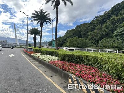 春暖妝點春色！新北街頭百花齊放　四季秋海棠喜迎賓