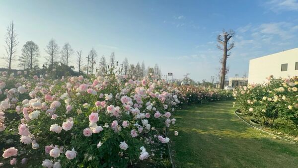 ▲▼雅聞湖濱療癒森林。（圖／翻攝自雅聞湖濱療癒森林臉書專頁）
