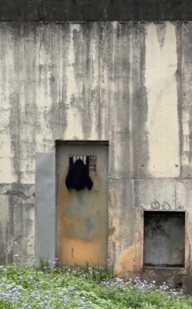 長臂猿高舉雙手。（圖／翻攝自Threads@yyy_shan__）