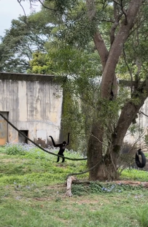 長臂猿高舉雙手。（圖／翻攝自Threads@yyy_shan__）