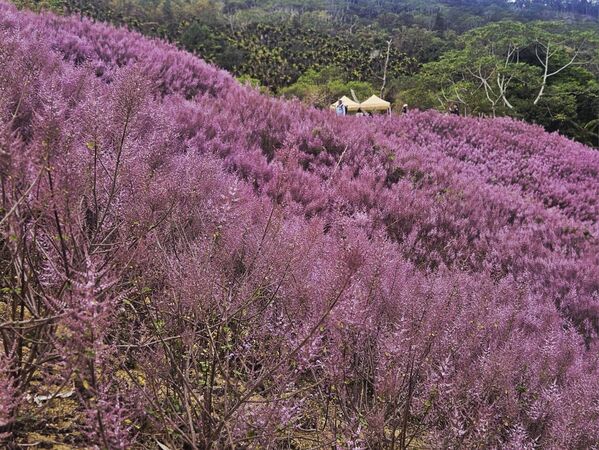 ▲▼南投九尖茶廠麝香木。（圖／南投縣鄉土文史工作者潘樵提供）