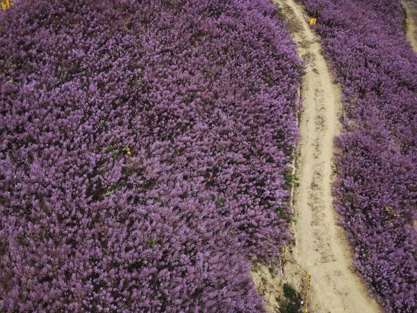 ▲▼南投九尖茶廠麝香木。（圖／南投縣鄉土文史工作者潘樵提供）