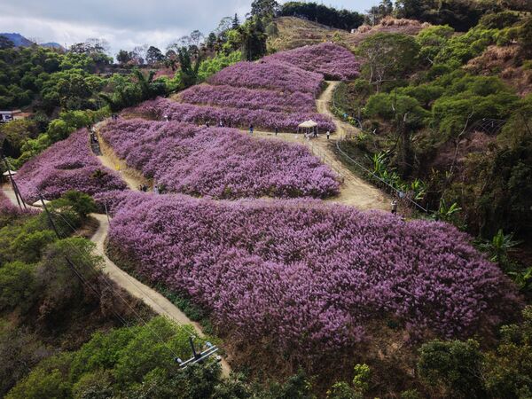 ▲▼南投九尖茶廠麝香木。（圖／南投縣鄉土文史工作者潘樵提供）