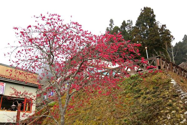 ▲▼阿里山遊客中心山櫻花盛開。（圖／阿里山賓館提供）