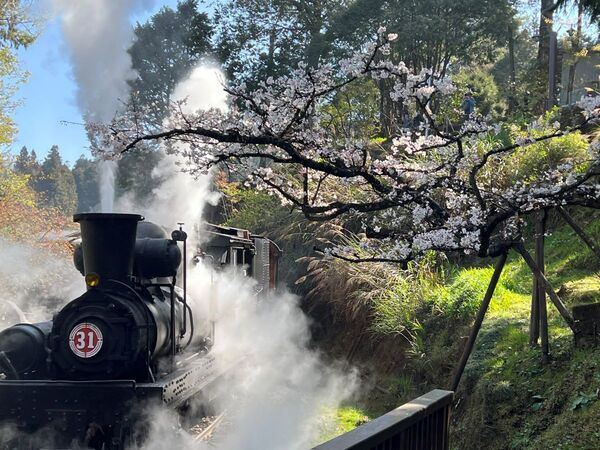 ▲▼沼平車站櫻花大道蒸汽火車行駛。（圖／阿里山賓館提供）
