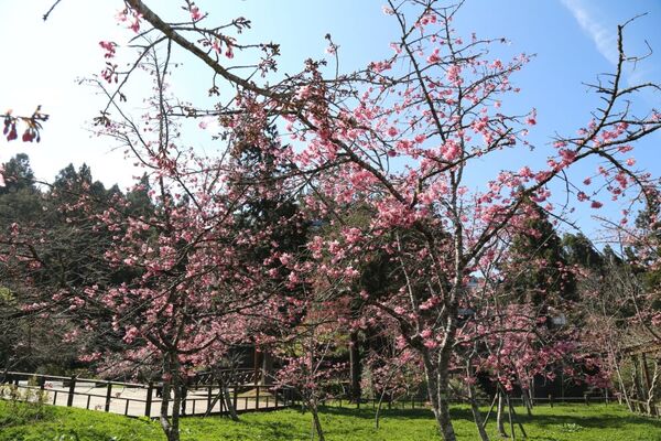 ▲▼阿里山工作站阿龜櫻滿開。（圖／阿里山賓館提供）