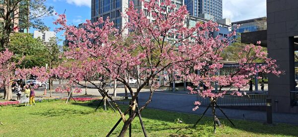 ▲北市府周遭綠地富士櫻盛開。（圖／公園處提供）