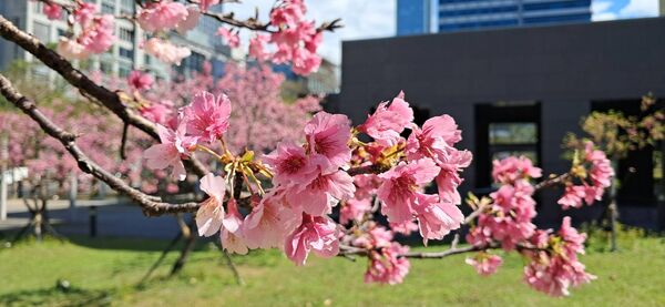 ▲北市府周遭綠地富士櫻盛開。（圖／公園處提供）
