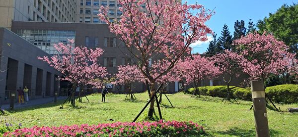▲北市府周遭綠地富士櫻盛開。（圖／公園處提供）