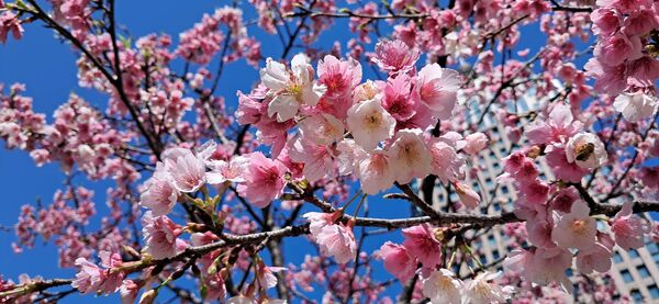 ▲北市府周遭綠地富士櫻盛開。（圖／公園處提供）