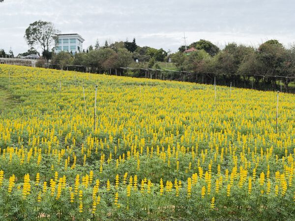 ▲龍潭茶裏王涼亭區域近日花況。（圖／桃園市政府客家事務局提供）