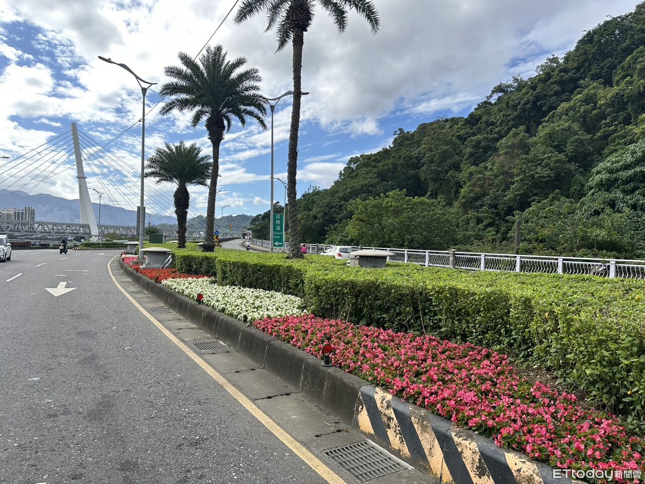 春暖妝點春色!新北街頭百花齊放 四季秋海棠喜迎賓