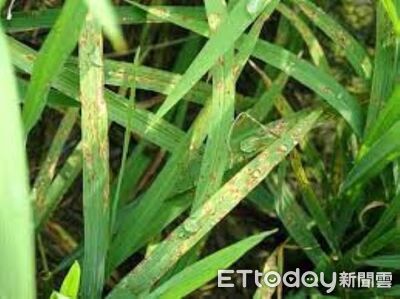 稻熱病來襲！錯過時機難挽救　富里鄉加碼補助1、2期稻作防治