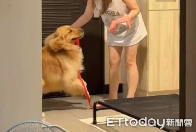 阿金出門「上完廁所就走」氣炸！　回家奧嘟嘟咬牽繩抗議