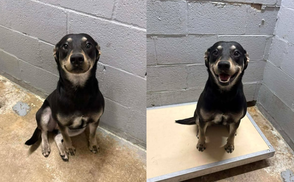 老主人被迫棄養　1歲汪發抖住進收容所「見人秒露燦笑」網心碎。（圖／翻攝自Marion County SC Animal Shelter）