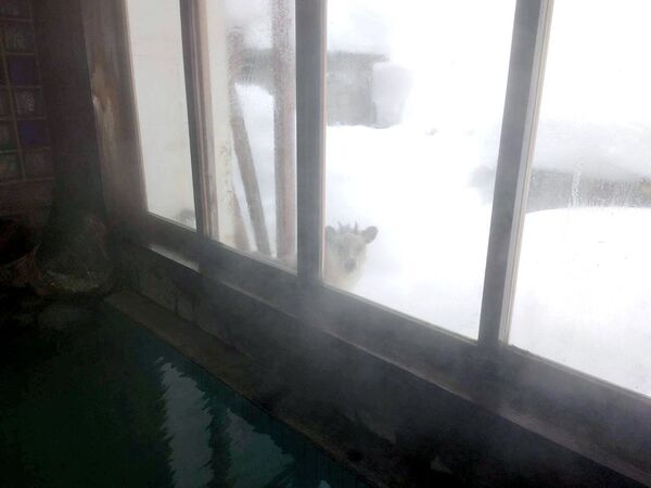 ▲。（圖／翻攝自X／@nanbuya_towada）