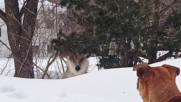 ▲。（圖／翻攝自X／@nanbuya_towada）