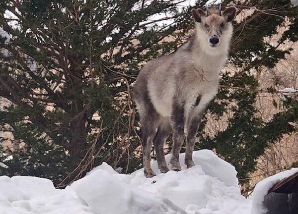 ▲。（圖／翻攝自X／@nanbuya_towada）