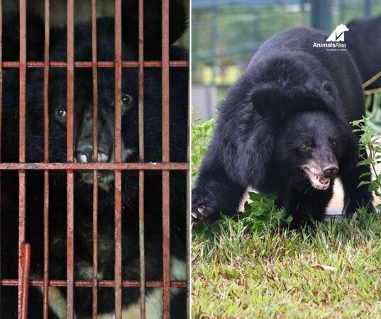 亞洲黑熊睽違27年重獲自由。（圖／翻攝自Animals Asia）