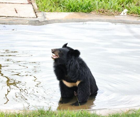 亞洲黑熊睽違27年重獲自由。（圖／翻攝自Animals Asia）