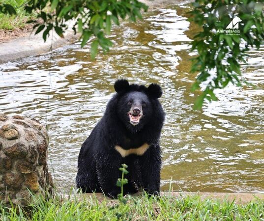 亞洲黑熊睽違27年重獲自由。（圖／翻攝自Animals Asia）