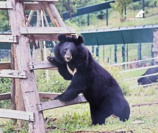 亞洲黑熊睽違27年重獲自由。（圖／翻攝自Animals Asia）