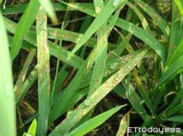 稻熱病來襲!錯過時機難挽救 富里鄉加碼補助1、2期稻作防治