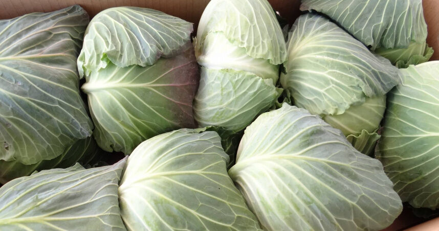 高麗菜不只是天然胃藥!她「漲奶」拿菜葉冷敷止痛 醫證實:有效