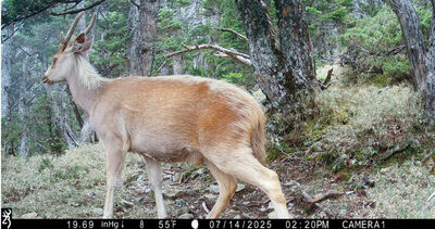 玉山「山獸神」拍到了! 神秘面紗終於揭曉