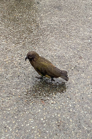 ▲▼米爾福德峽灣。（圖／部落客飛天璇的口袋授權提供）