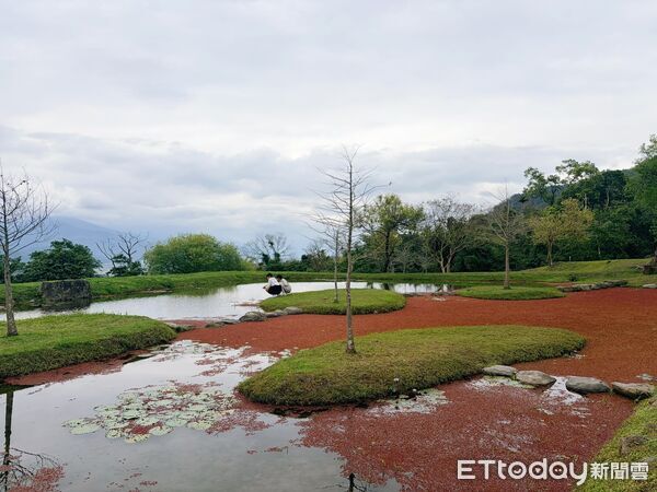 ▲▼位於六十石山山腳下的 東富禪寺，水池中鋪滿「滿江紅」，搭配落羽松構成層次豐富的自然畫面。（圖／富里鄉公所提供，下同）