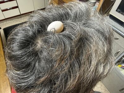 不會築巢！班鳩選「爸爸頭頂」當產房　直接下蛋變真鳥窩