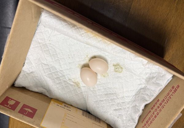 ▲。（圖／翻攝自X／@popoko0501）