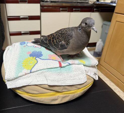 ▲。（圖／翻攝自X／@popoko0501）