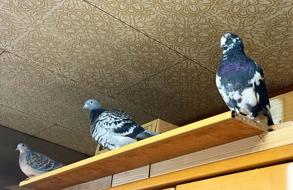 ▲。（圖／翻攝自X／@popoko0501）