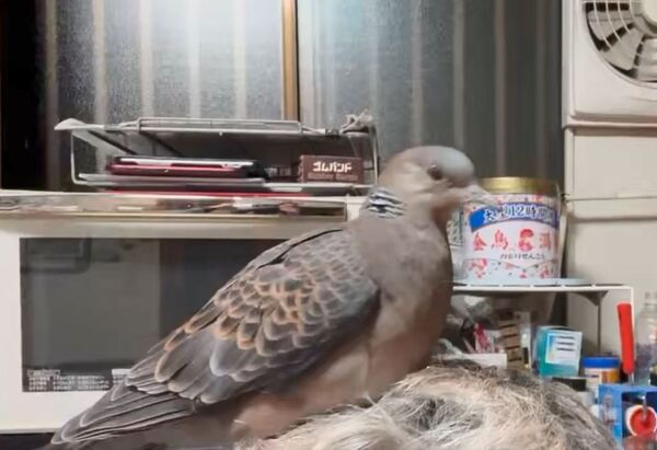 ▲。（圖／翻攝自X／@popoko0501）