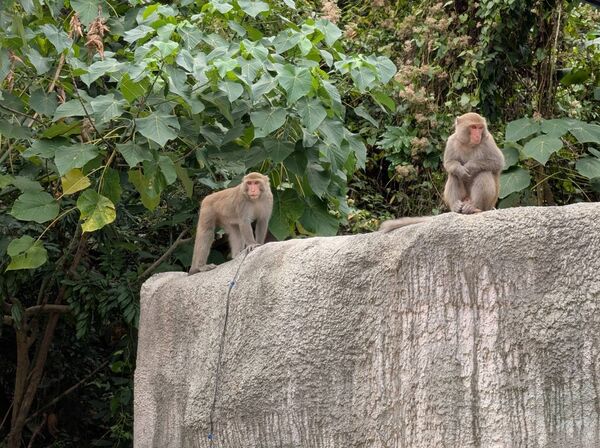 ▲。（圖／Shou Shan Zoo 壽山動物園提供）