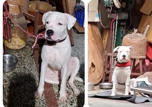 ▲彰化有隻杜高小母狗遭到飼主虐打遭動防所開罰目前行蹤不明。（圖／網友提供）