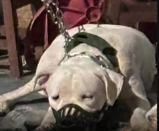 ▲彰化有隻杜高小母狗遭到飼主虐打遭動防所開罰目前行蹤不明。（圖／網友提供）