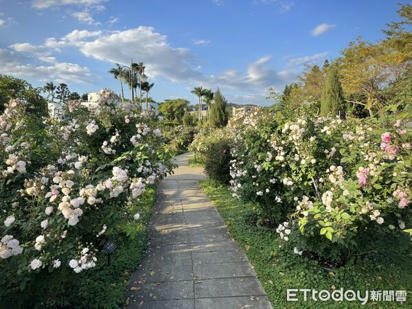 ▲台北玫瑰園2月底花況,2026台北玫瑰展「玫感藝象」將於3月6日至4月6日登場。（圖／記者彭懷玉攝）