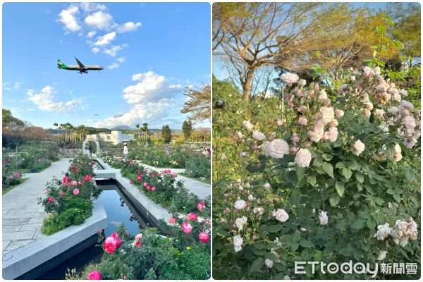 ▲台北玫瑰園2月底花況,2026台北玫瑰展「玫感藝象」將於3月6日至4月6日登場。（圖／記者彭懷玉攝）