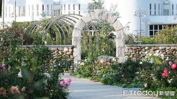 ▲台北玫瑰園2月底花況,2026台北玫瑰展「玫感藝象」將於3月6日至4月6日登場。（圖／記者彭懷玉攝）