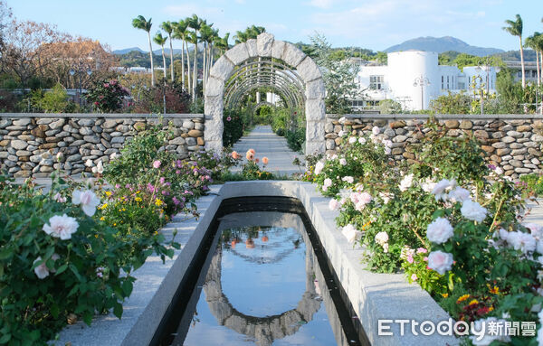 ▲台北玫瑰園2月底花況,2026台北玫瑰展「玫感藝象」將於3月6日至4月6日登場。（圖／記者彭懷玉攝）