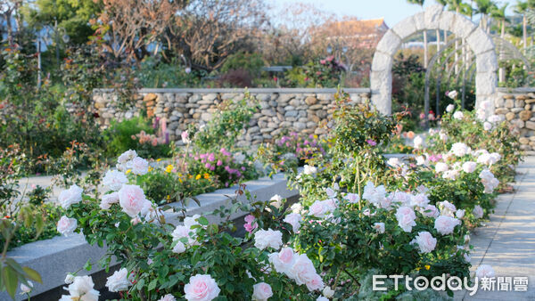 ▲台北玫瑰園2月底花況,2026台北玫瑰展「玫感藝象」將於3月6日至4月6日登場。（圖／記者彭懷玉攝）