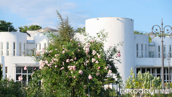 ▲台北玫瑰園2月底花況,2026台北玫瑰展「玫感藝象」將於3月6日至4月6日登場。（圖／記者彭懷玉攝）