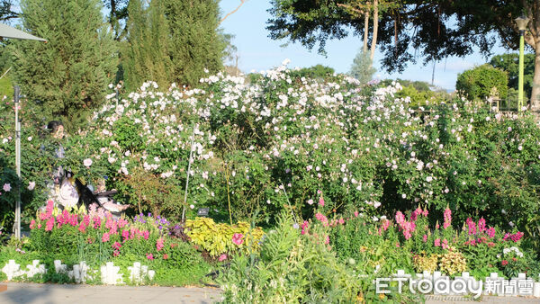 ▲台北玫瑰園2月底花況,2026台北玫瑰展「玫感藝象」將於3月6日至4月6日登場。（圖／記者彭懷玉攝）