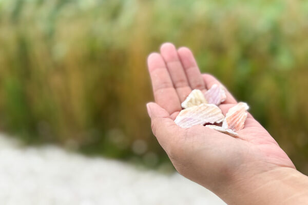 ▲▼白色貝殼之道。（圖／部落客飛天璇的口袋授權提供）