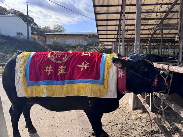 ▲▼特選近江牛レストラン ティファニー。（圖／部落客小虎食夢網授權提供）