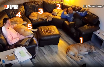 媽起身5隻黃金獵犬跟著走　爸孤單身影惹笑網：家庭地位明顯