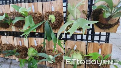 打造春日美學盛會  　暨大櫻花季強打熱帶雨林植物展